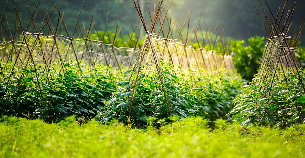 rows of supported crops